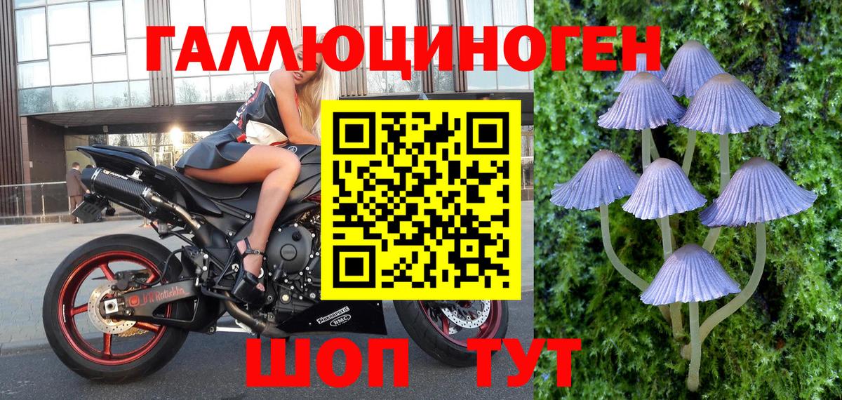Галлюциногенные грибы Psilocybine cubensis Краснотурьинск